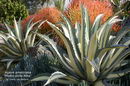 Maguey, Bayonet Plant